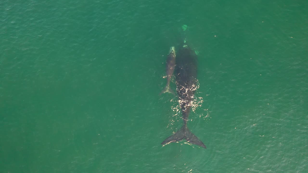 vista aérea de ballena franca austral y ternero recién nacido en bahía falsa en fish hoek, sudáfrica