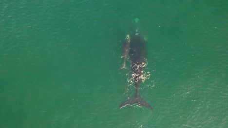 Aerial-view-of-Southern-Right-Whale-and-newborn-calf-in-False-Bay-at-Fish-Hoek,-South-Africa