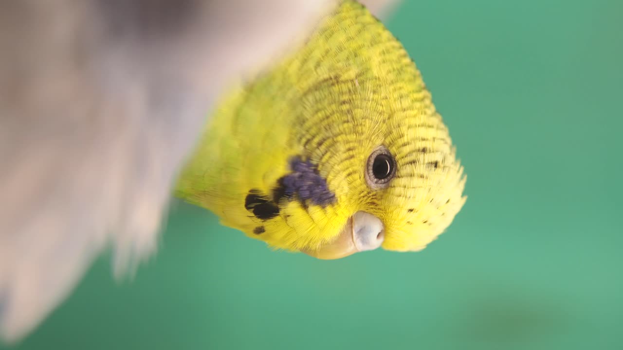 Close-up of a Budgerigar