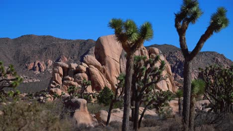 skull rock rocky climbing camping joshua tree national park california yucca trees mojave colorado desert sunny blue sky rocky rugged mountain landscape sheephole valley fortynine palm slide right