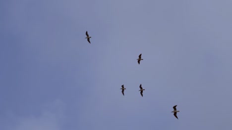 Schöne-Möwen,-Die-In-Den-Himmel-Fliegen