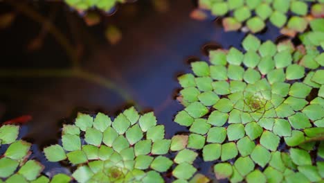 4k shot of beautiful special species of geometric water lilies leaf floating in pond with small fish swimming under