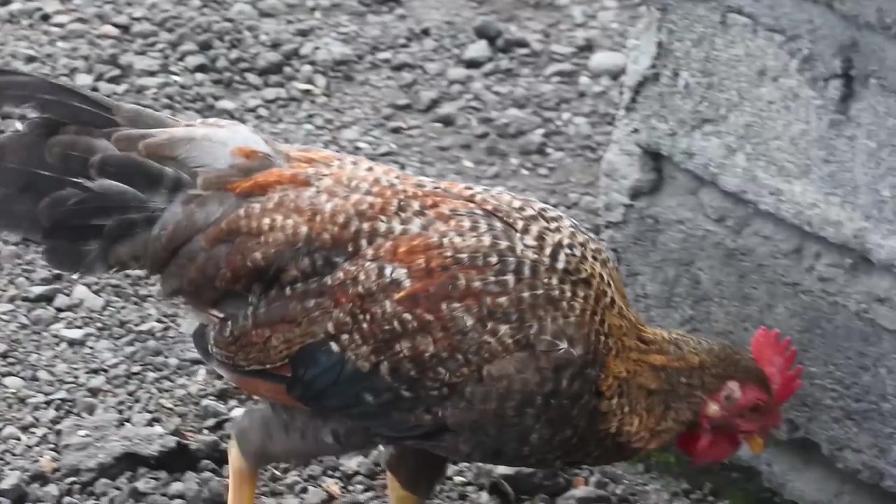 Ev Avlusunda Yürüyen, Ağırlıklı Olarak Sarı, Siyah ve Kırmızı Güzel Tüylere Sahip Tavuk