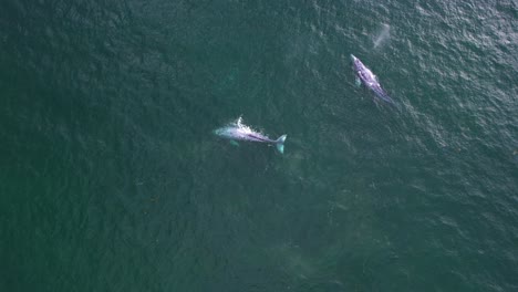 Vista-Aérea-De-Un-Par-De-Ballenas-Grises-Brotando-En-El-Océano---ángulo-Alto,-Dando-Vueltas,-Disparo-De-Drones