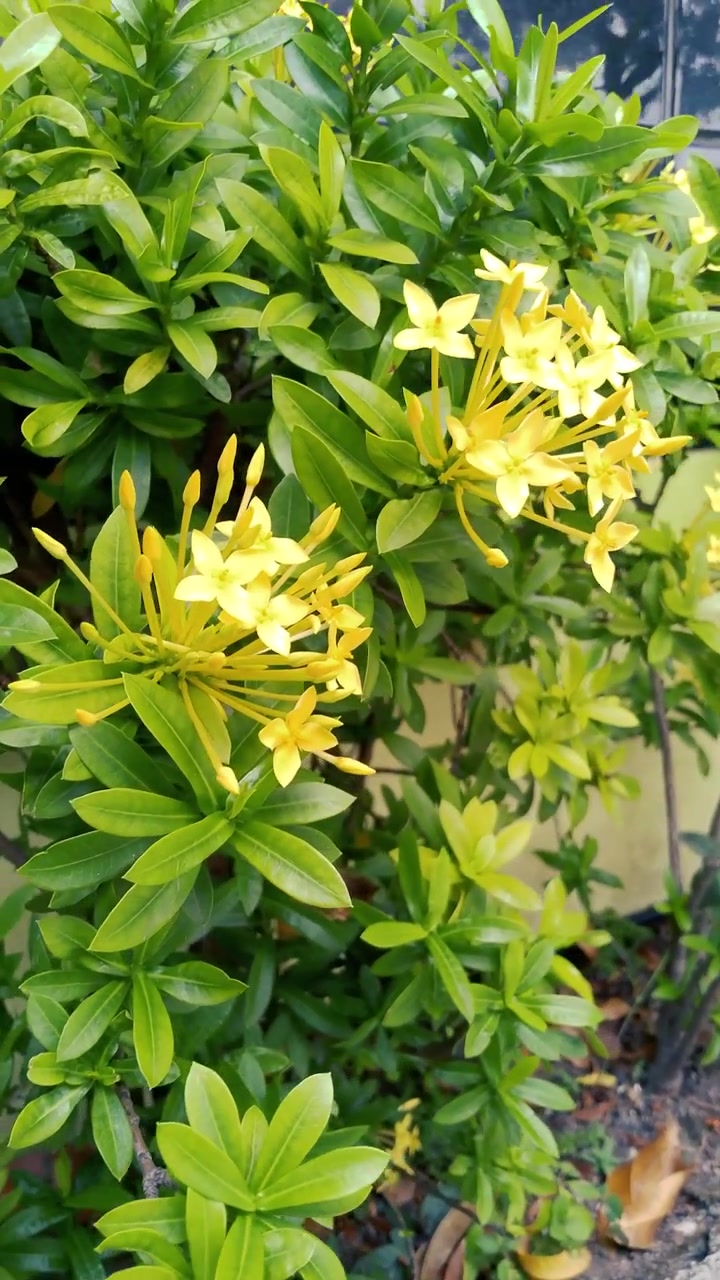 Yellow Ixora Flowers Blooming on a Green Bush