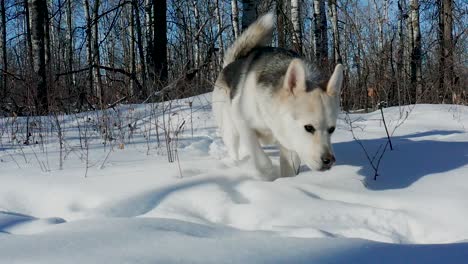 a pet husky wolf dog explores the forest on a cold and sunny winter day