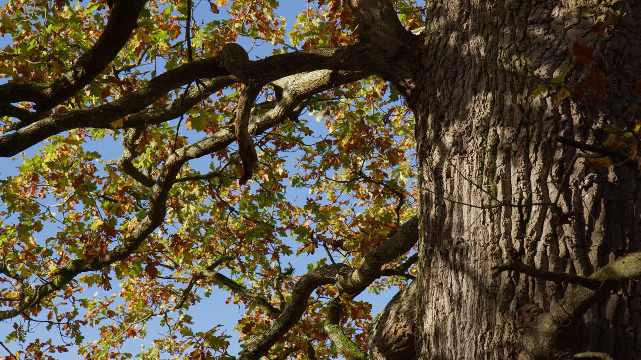 Oak Tree With Autumn Colours Near Okehampton In Devon, United Kingdom. Close-up Shot