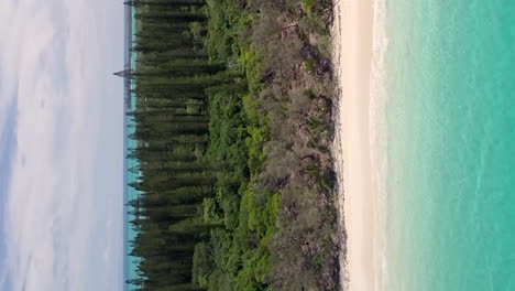 Wunderschöner-Isle-Of-Pines-Strand,-Säulenförmige-Kiefernbäume,-Vertikaler-Videoantennenaufstieg