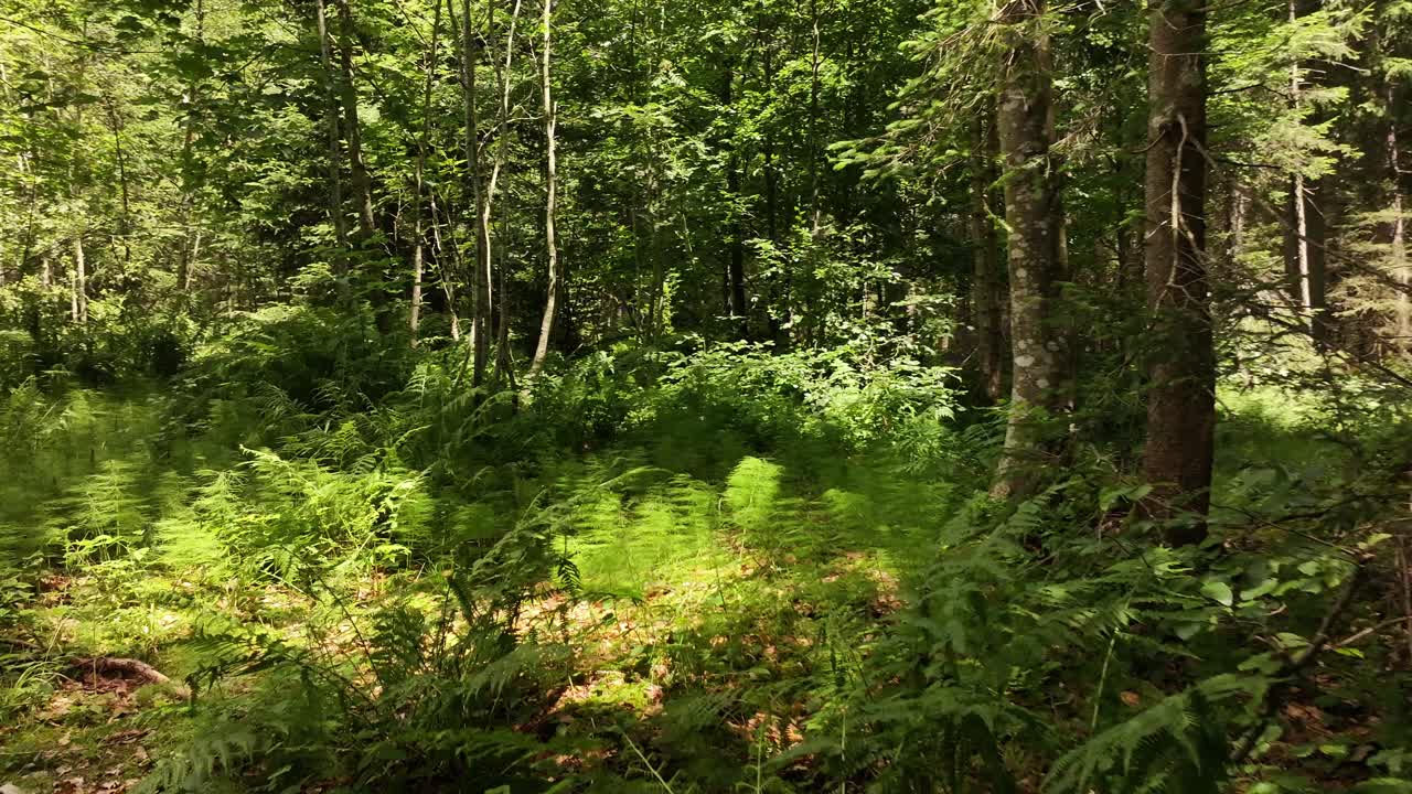 Walking into a lush green forest with dense vegetation and tall trees under sunlight