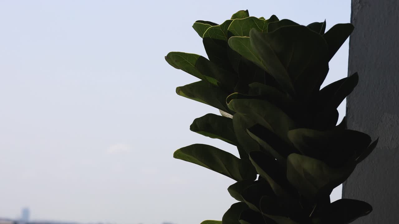 식물 은 은 하늘 에 부드럽게 흔들린다