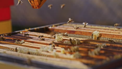 beekeeper sweeps bees from honeycomb