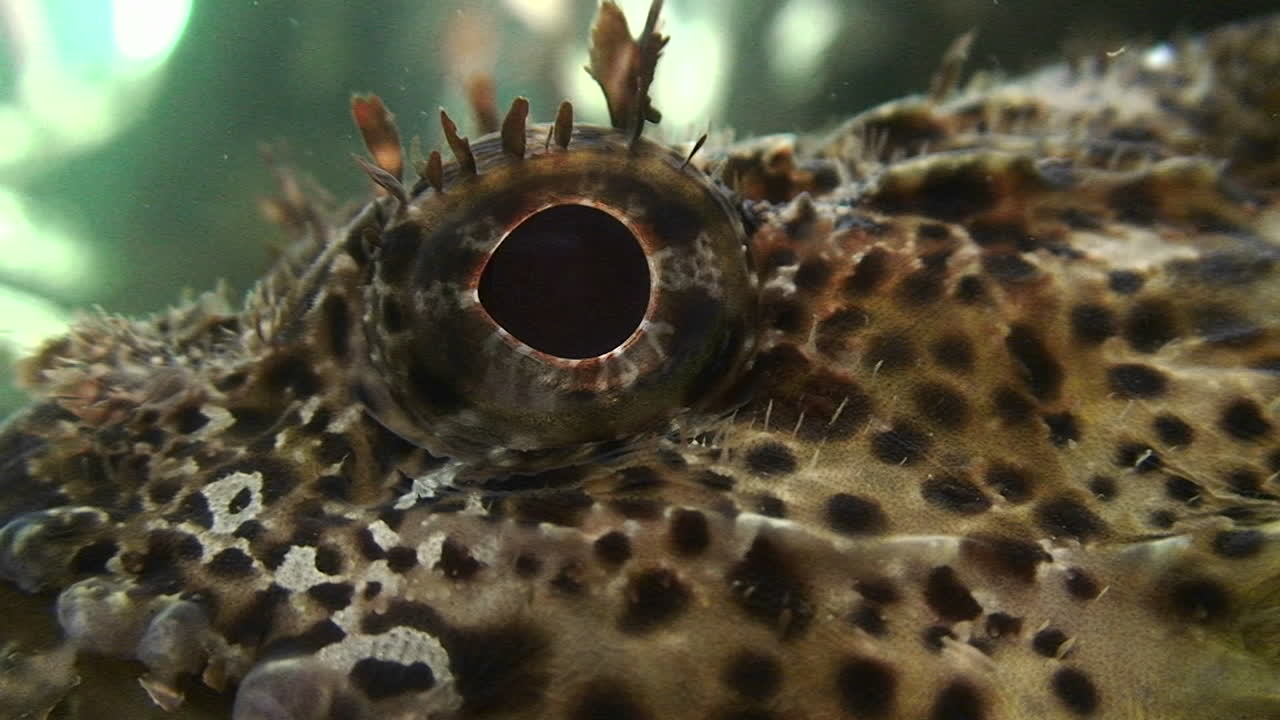 primer plano de un ojo de pez bajo el agua
