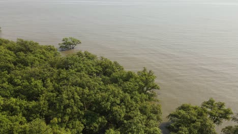 mangrove trees growing at the coastal area of samut prakan, successful reforestation program, thailand