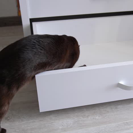 beautiful black cat exploring the drawer. kitty climbing inside the drawer to check something. close up