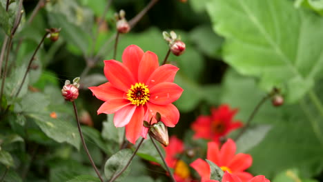 dalia obispo de llandaff flor