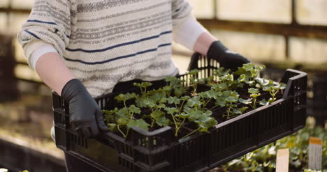 Geranium-Cuttings-In-Greenhouse-Agriculture