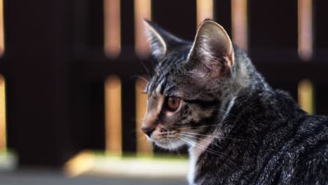 un gato mirando hacia arriba. parece preocupado.