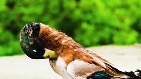 close-up shot of a male mallard duck