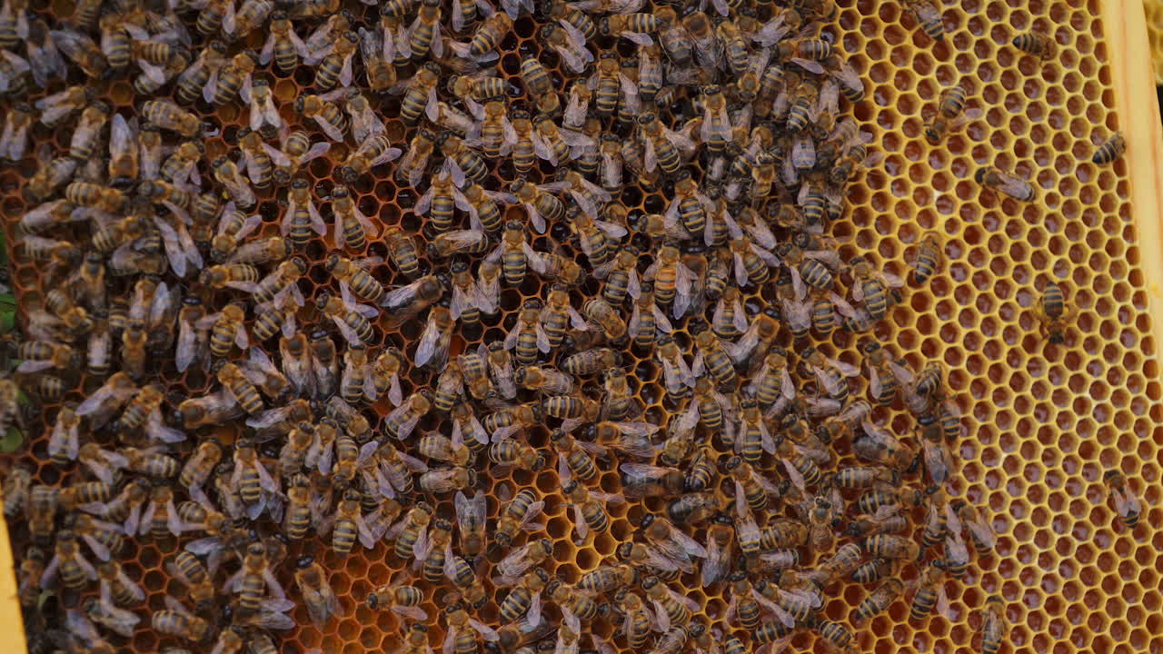 Many brown bees crowl and fly over honeyomb. Selective focus on many working insects. Apiculture concept.