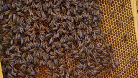 many brown bees crowl and fly over honeyomb. selective focus on many working insects. apiculture concept.