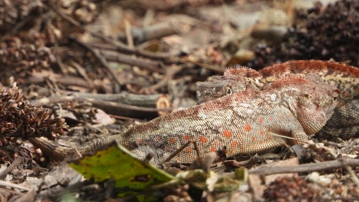 Lizard mating - fighting - ground .