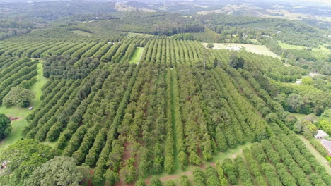 soaring over a fruit farm with stunning shots