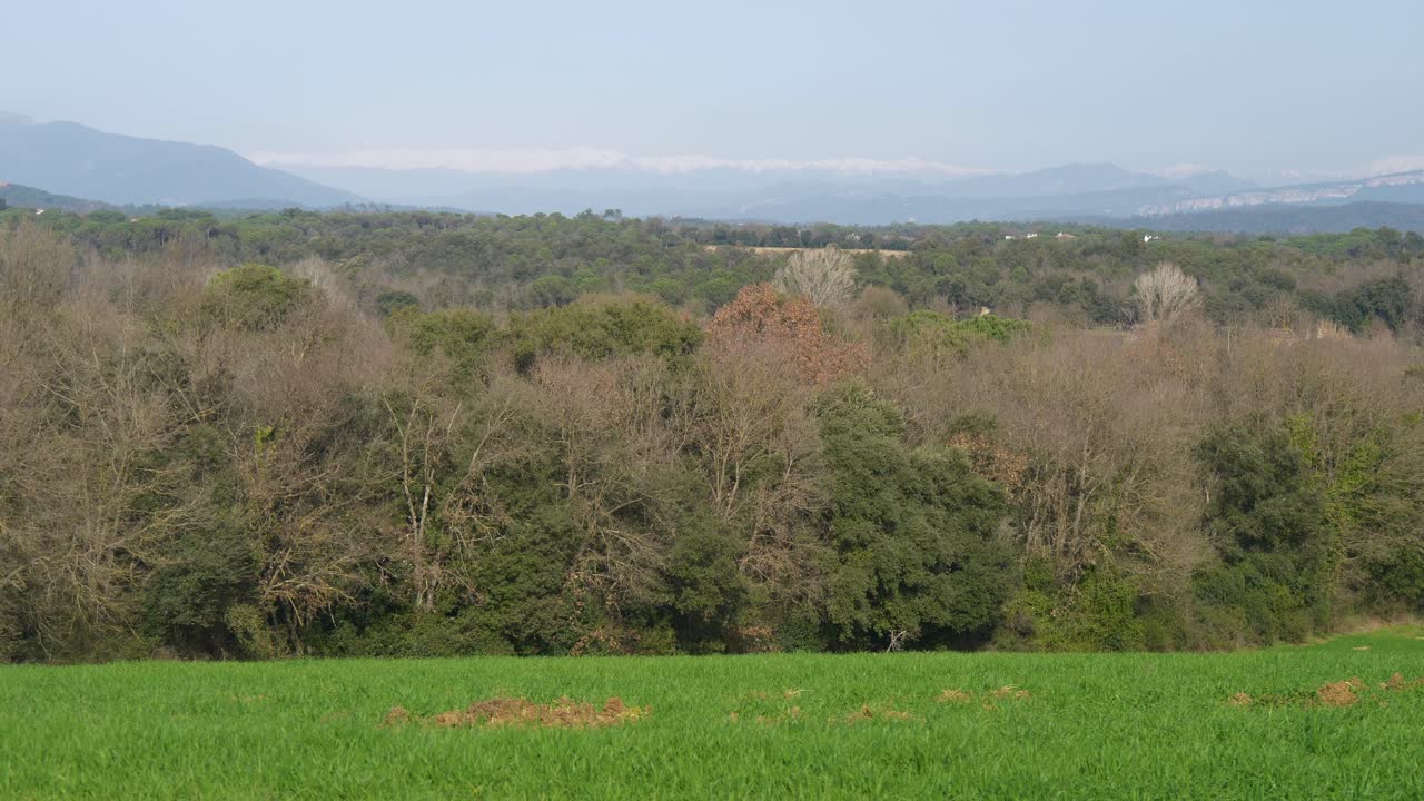 푸른 하늘과 나무가 배경과 산에 뿌려진 아름다운 녹색 들판