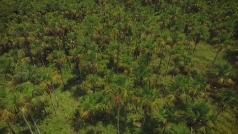 drone shot of a green savanna and a group of moriche palm trees in venezuela