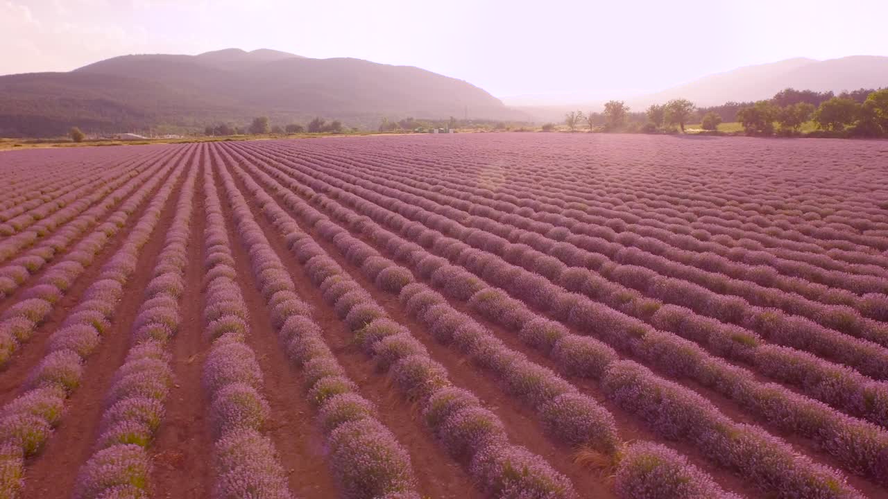 el campo de lavanda al atardecer
