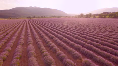 el campo de lavanda al atardecer