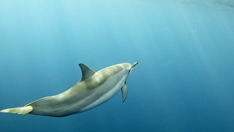 Erstaunliche-Spinner-Delfine,-Die-Unter-Der-Meeresoberfläche-Schwimmen---Unter-Wasser