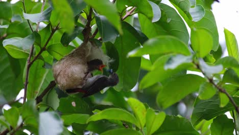 beak seen out of its nest then the parent bird arrives to feed it, scarlet-backed flowerpecker dicaeum cruentatum, thailand