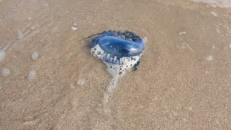 la carabela portuguesa o&#39; war bluebottle medusa varada en la playa de tarfaya marruecos