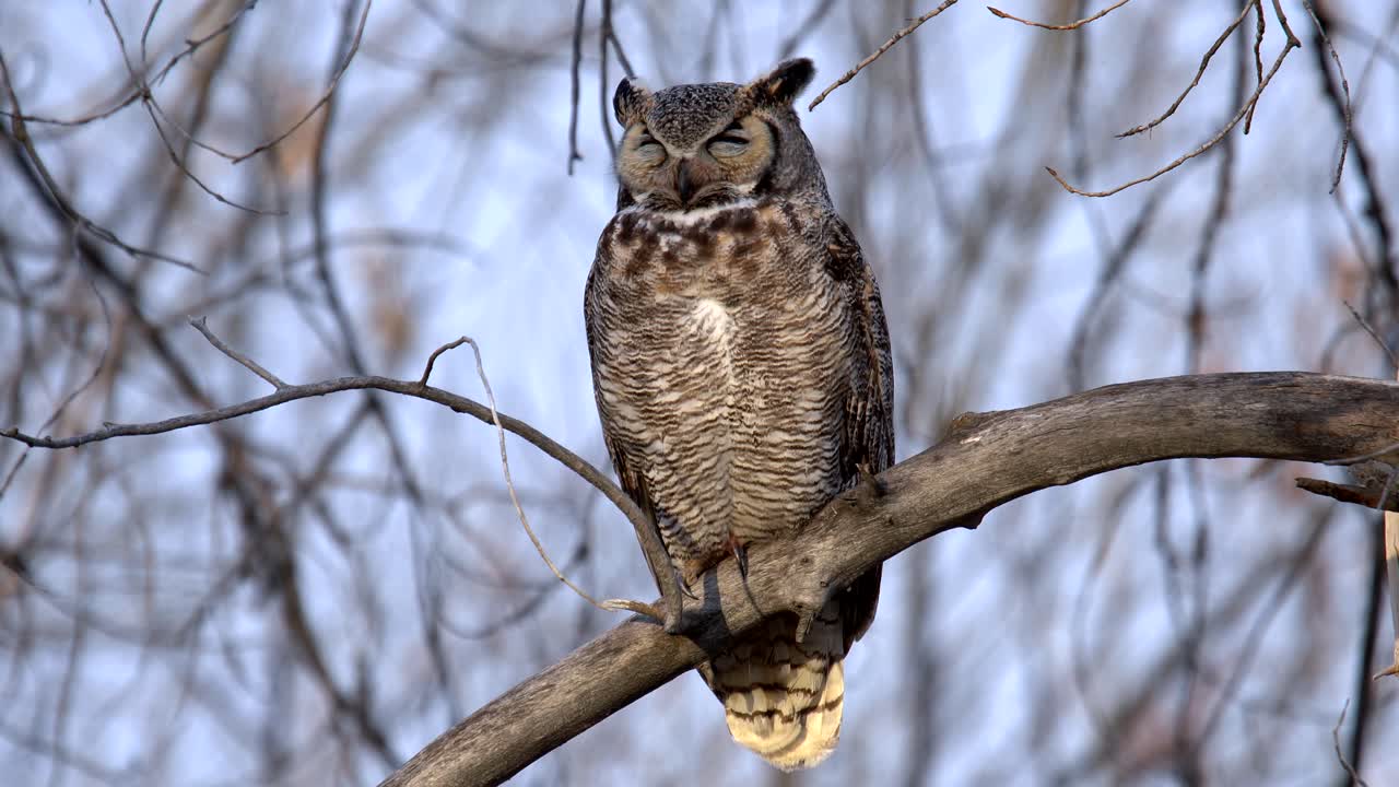 Closeup view of Great Horned Owl perching on a branch and sleeping
