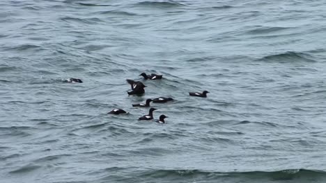 White-winged-Scoter-floating-in-the-Alaskan-waters