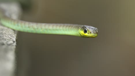 primer plano de la cabeza de una serpiente de árbol verde en australia con fondo bokeh