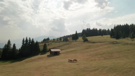 Schneller-Drohnenflug-über-Grasenden-Hellbraunen-Pferden-An-Einem-Sonnigen-Sommertag