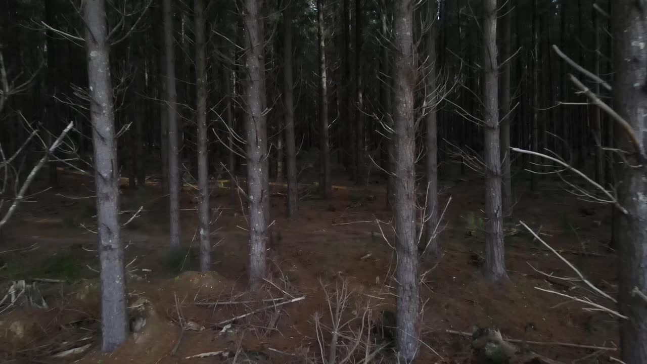 Drone luftfoto, der bevæger sig ind i en mørk fyrreskov.