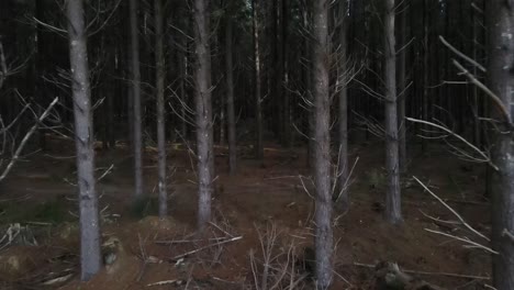 un avión no tripulado se mueve en un bosque de pinos oscuros