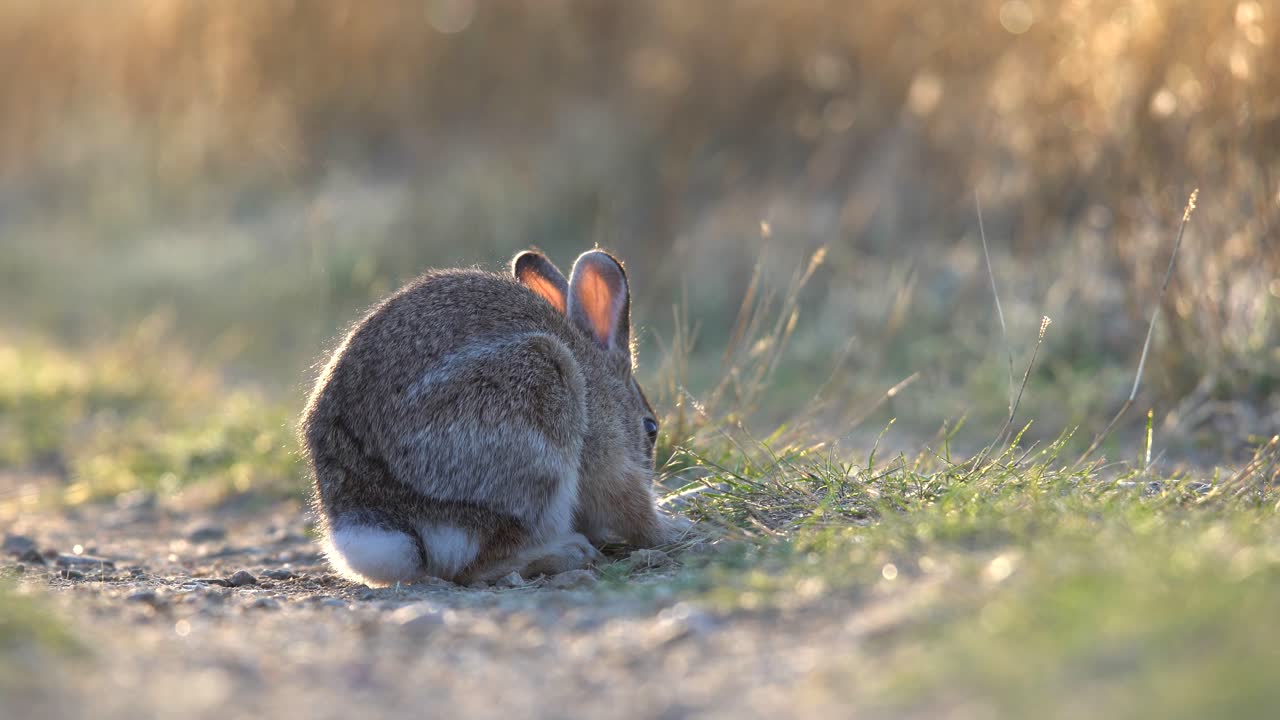 밝은 아침 햇살을 배경으로 풀을 뜯는 산 미루나무