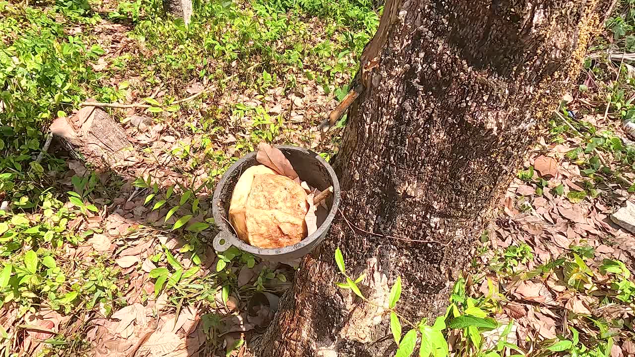 recogida de caucho natural de los árboles en el bosque de phuket, tailandia