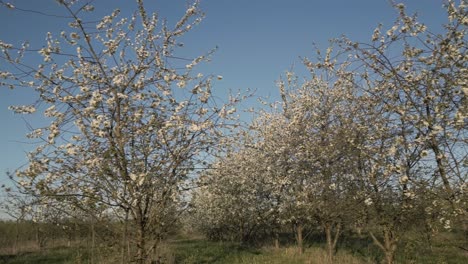 Apple orchard full of blossoms in spring on farm land, low aerial tracking