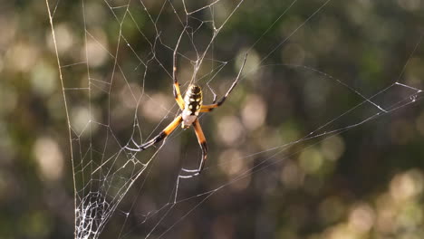 este es un video de una araña de jardín