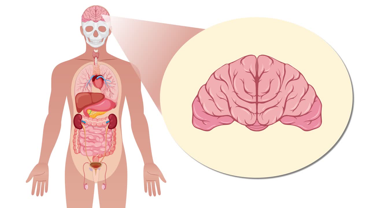 Animation transitions from a full-body anatomical illustration to a close-up of the brain, using smooth zoom and spotlight effects in a flat vector style