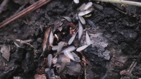 close-up-of-a-freshly-hatched-batch-of-flying-termites-on-the-forest-ground