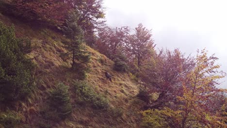 Luftbild,-Das-Berggämsen-Steinböcken-Folgt,-Die-Im-Herbst-Um-Den-Steilen,-Grasbewachsenen-Waldberghang-Springen