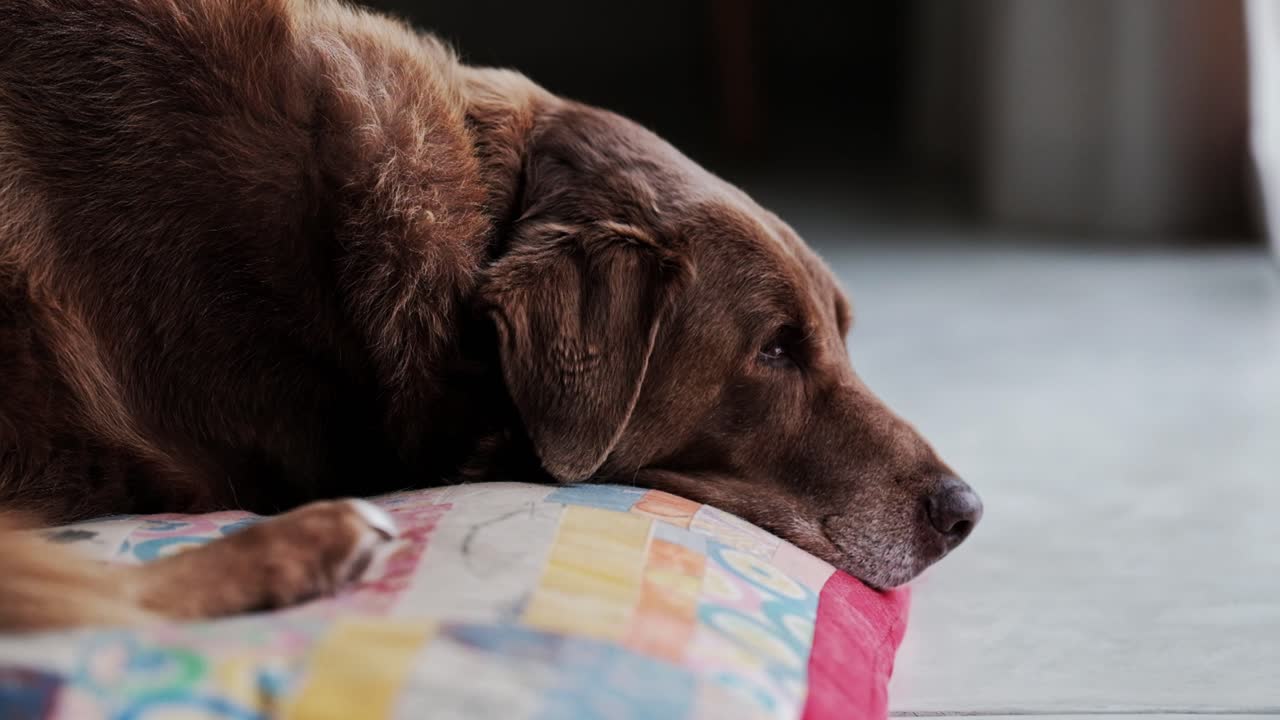 A brown Labrador dog sleeping on his bed