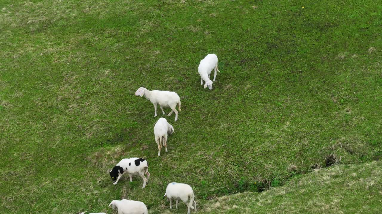 산의 경사 에 잔디 를 먹고 있는 염소 의 무리