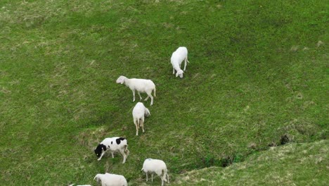 herd of goats eating grass on the slope of mountain