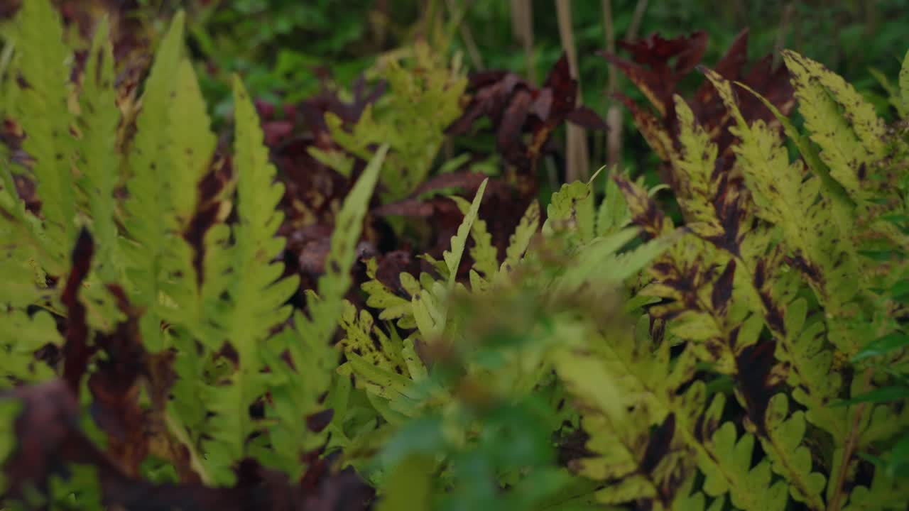 Close-up of green ferns in a forest during autumn season, North America, Quebec, Montreal, Canada.